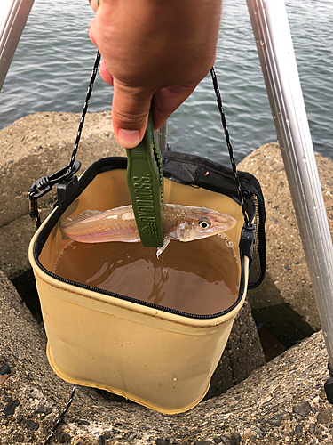 Strip Basket Fly Fishing