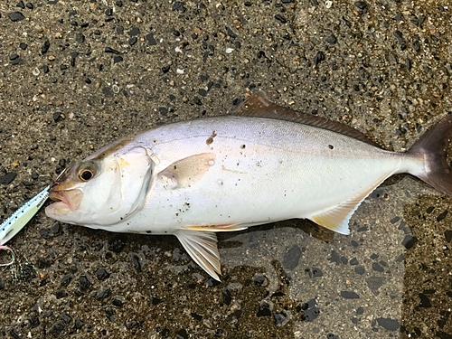 ネリゴの釣果