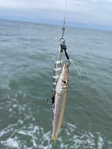 カマスの釣果