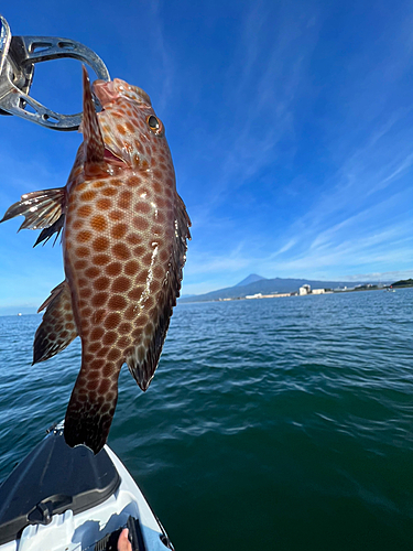 オオモンハタの釣果