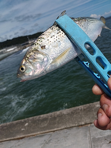 コノシロの釣果