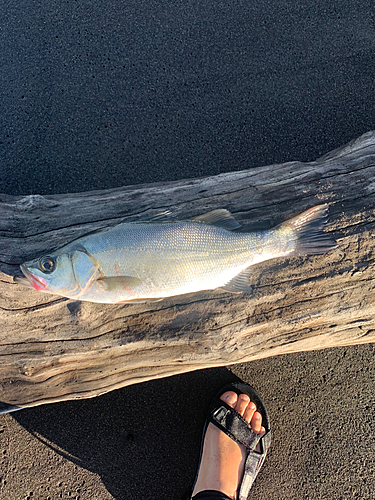 フッコ（ヒラスズキ）の釣果