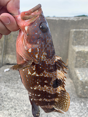 キジハタの釣果