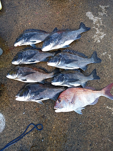 チヌの釣果