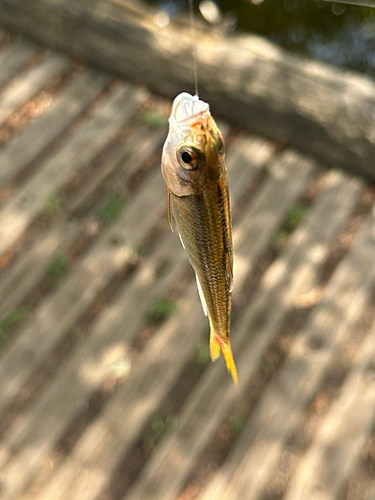 オイカワの釣果