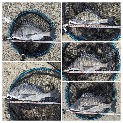 チヌの釣果