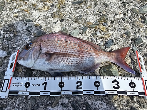 マダイの釣果