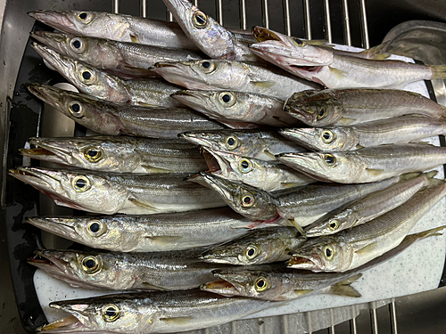 カマスの釣果