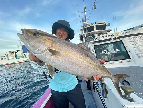 カンパチの釣果