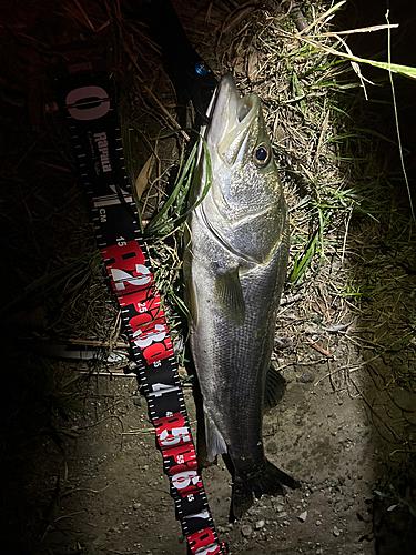 スズキの釣果