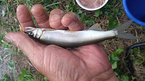 アユの釣果