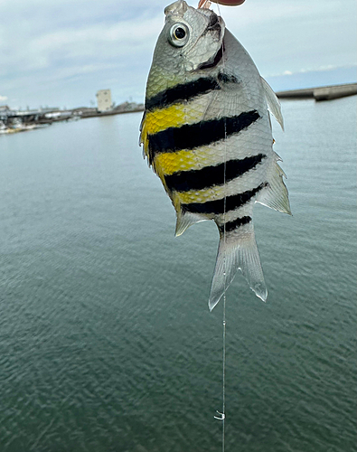 オヤビッチャの釣果