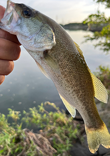 ラージマウスバスの釣果