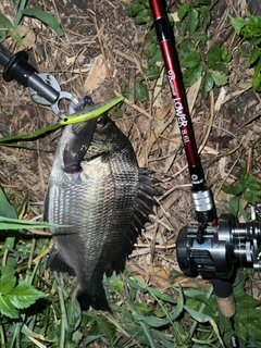 チヌの釣果