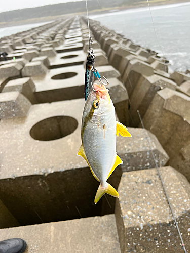 ショゴの釣果