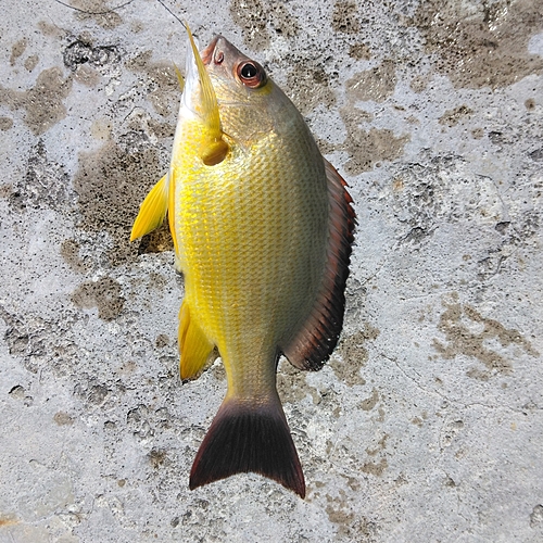 オキフエダイの釣果