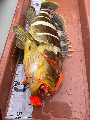 アオハタの釣果