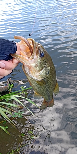 ラージマウスバスの釣果