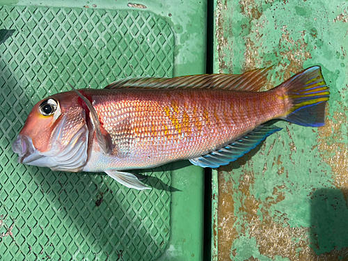 アカアマダイの釣果