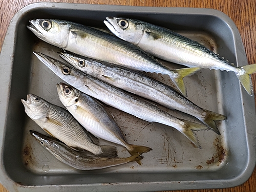 サバの釣果