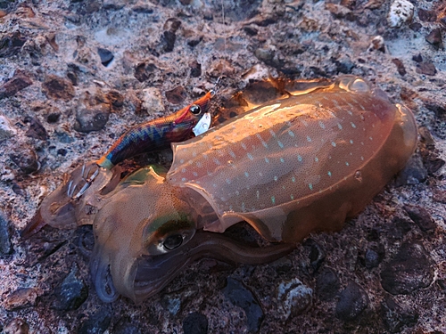 アオリイカの釣果