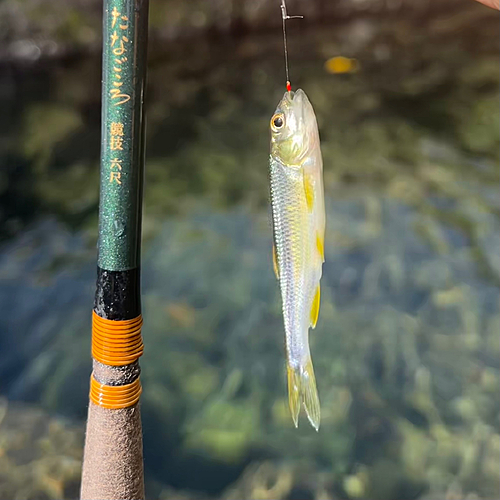 カワムツの釣果