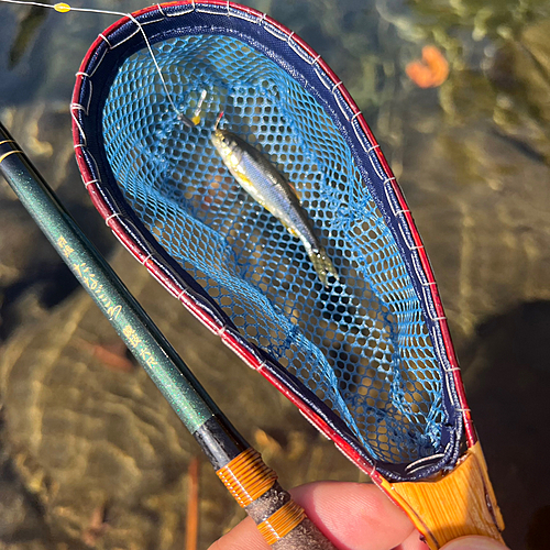 カワムツの釣果