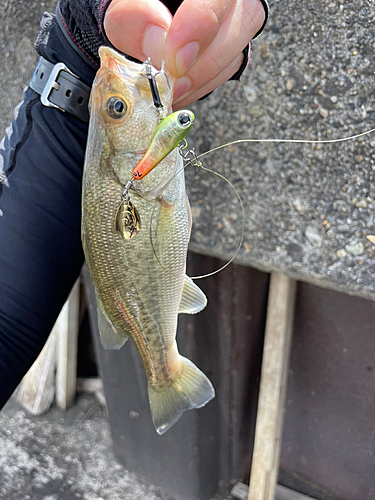 ラージマウスバスの釣果