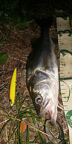 フッコ（マルスズキ）の釣果