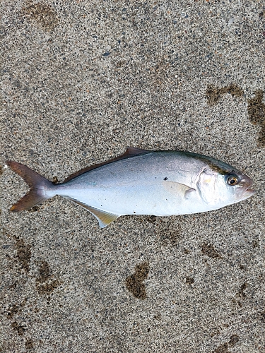 ショゴの釣果