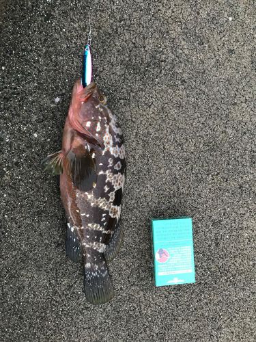 アコウの釣果