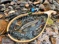 オショロコマの釣果