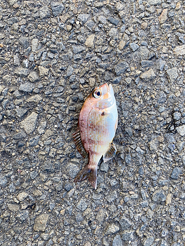 マダイの釣果