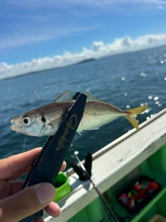 マアジの釣果