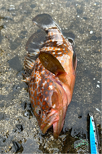 キジハタの釣果