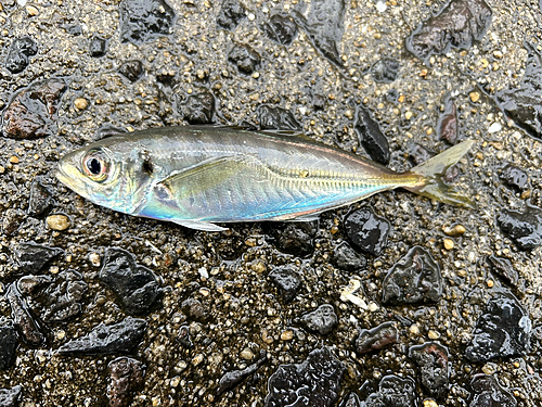 マアジの釣果