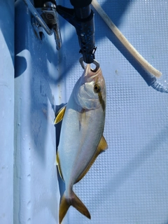 ショゴの釣果