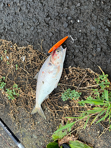 コノシロの釣果