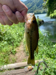 ラージマウスバスの釣果