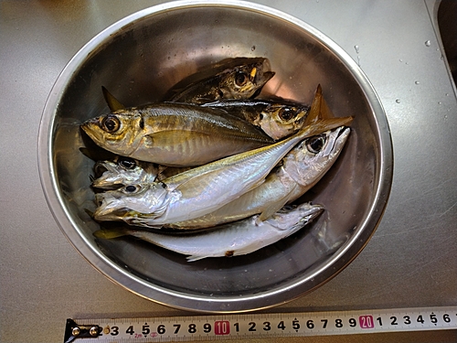 アジの釣果