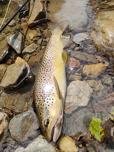 ブラウントラウトの釣果