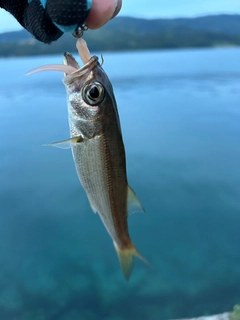 クロムツの釣果