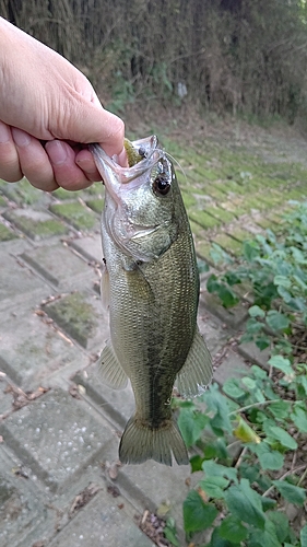 ラージマウスバスの釣果