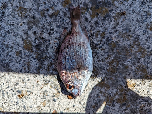 チャリコの釣果