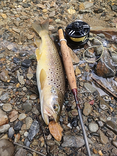 ブラウントラウトの釣果