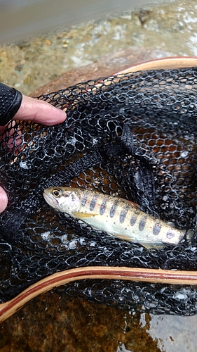 アマゴの釣果