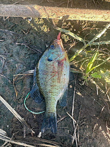 ブルーギルの釣果