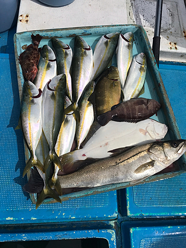 ツバスの釣果