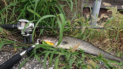 ニホンナマズの釣果