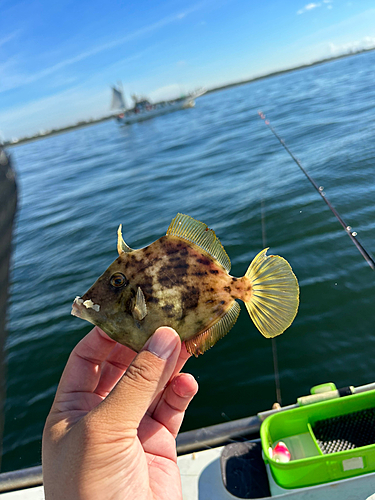 カワハギの釣果